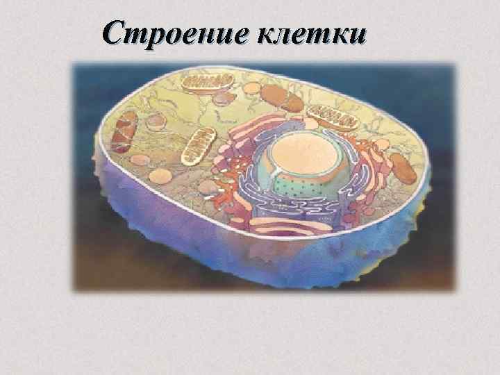 Строение клетки 