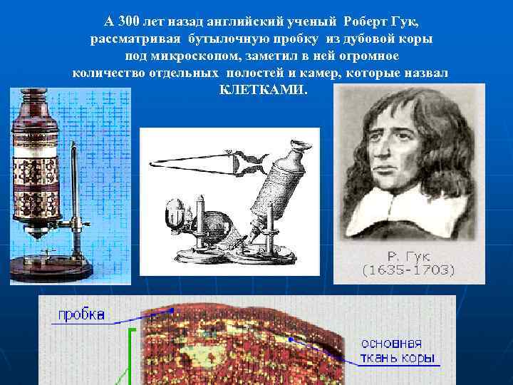 А 300 лет назад английский ученый Роберт Гук, рассматривая бутылочную пробку из дубовой коры