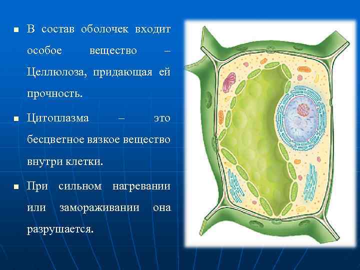 n В состав оболочек входит особое вещество – Целлюлоза, придающая ей прочность. n Цитоплазма