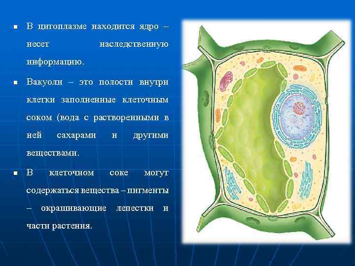 Клеточный сок содержимое вакуоли. Цитоплазма растительной клетки. Ядро растительной клетки. Ядро вакуоли пластиды в клетках. Что располагается в цитоплазме.