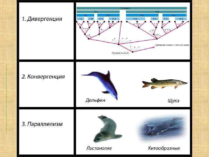 В каких направлениях шла эволюция трехслойных животных