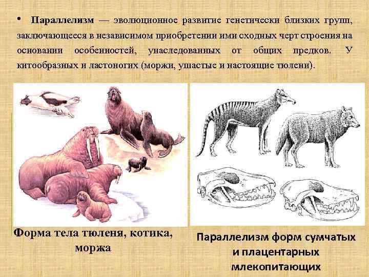 Типы эволюционных изменений презентация