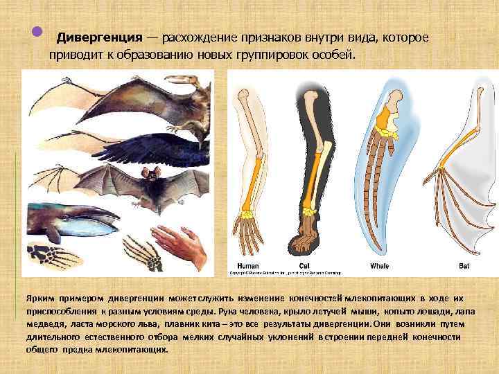 Гомологичные органы крыло птицы и ласты кита. Примеры дивергенции в биологии. Дивергентная Эволюция примеры. Дивергенция в эволюции примеры. Типы конечностей млекопитающих.