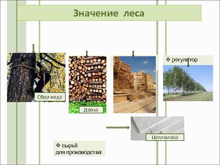 Значение леса v источник пищи v источник энергии v строительный материал v регулятор природных