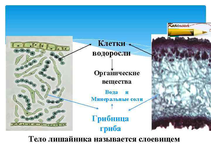 Тело лишайника состоит из гриба и водоросли. Тела лейшаника называется-. Тело лишайников называется. Клетки водоросли в теле лишайника. Водоносные клетки у мхов.