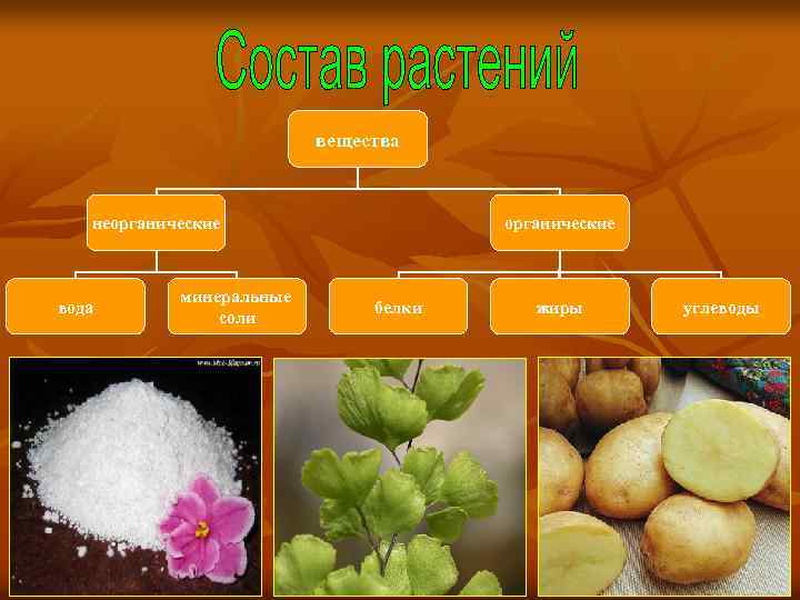 Минеральные и органические вещества. Состав растения. Неорганические вещества растений. Органические вещества растений. Химический состав растений.