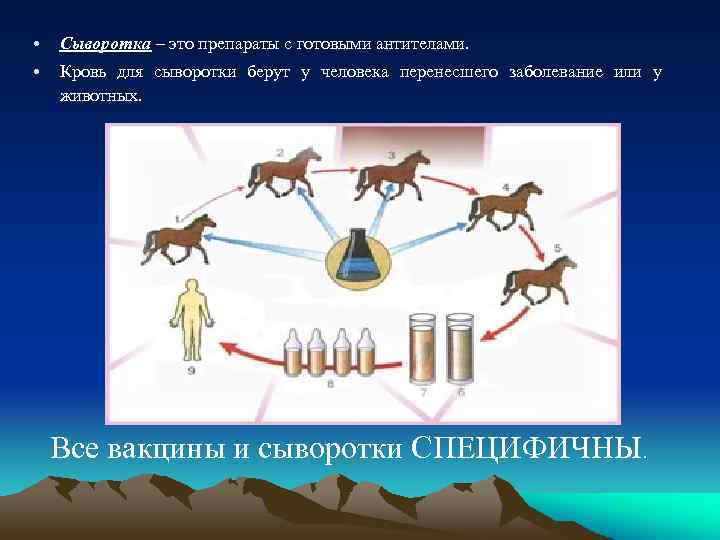  • Сыворотка – это препараты с готовыми антителами. • Кровь для сыворотки берут
