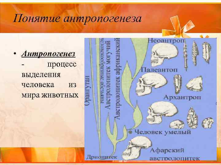 Понятие антропогенеза • Антропогенез процесс выделения человека из мира животных 
