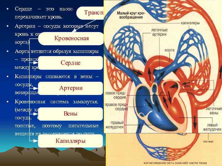  • Сердце – это насос перекачивает кровь. • Артерии – сосуды которые несут