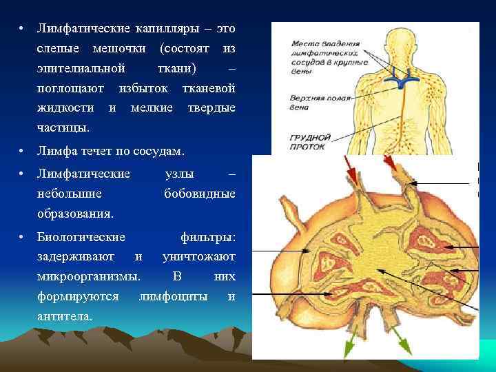 Особенности органов человека. Лимфокапилляры функции. Лимфатические капилляры функции. Особенности строения лимфатических капилляров. Лимфатические капилляры строение и функции.