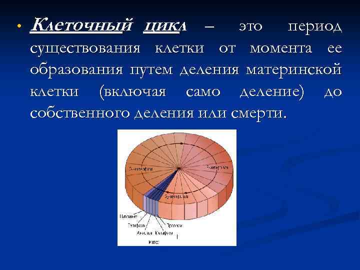  • Клеточный цикл – это период существования клетки от момента ее образования путем