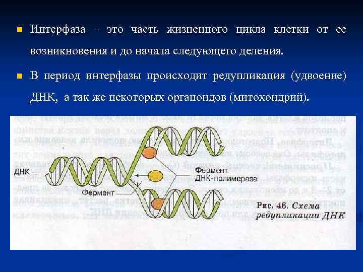 n Интерфаза – это часть жизненного цикла клетки от ее возникновения и до начала