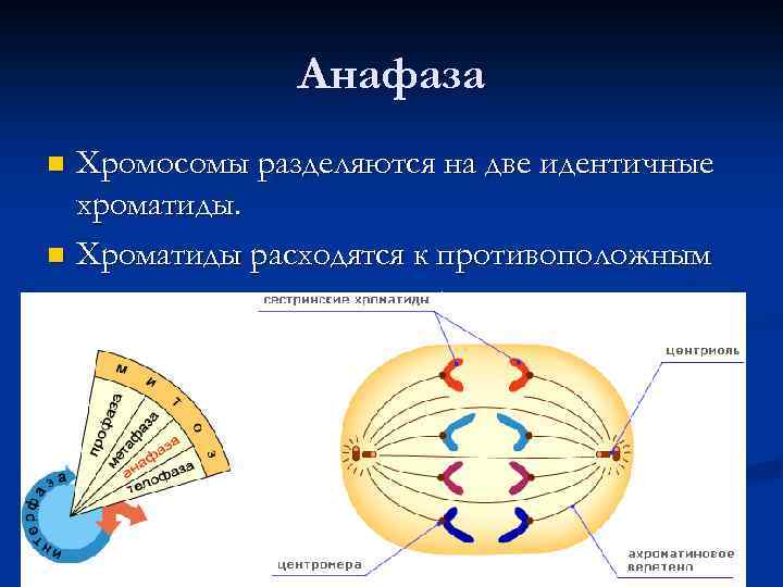 Анафаза Хромосомы разделяются на две идентичные хроматиды. n Хроматиды расходятся к противоположным полюсам клетки