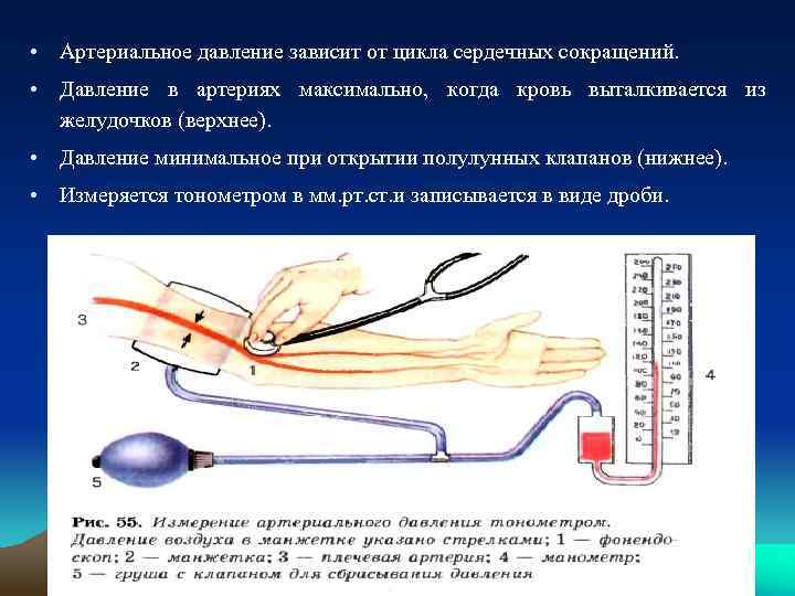  • Артериальное давление зависит от цикла сердечных сокращений. • Давление в артериях максимально,