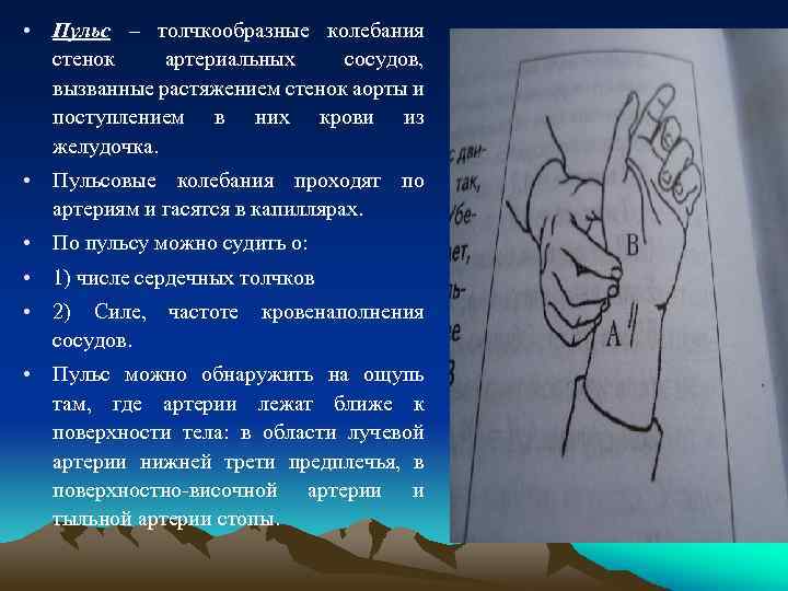  • Пульс – толчкообразные колебания стенок артериальных сосудов, вызванные растяжением стенок аорты и