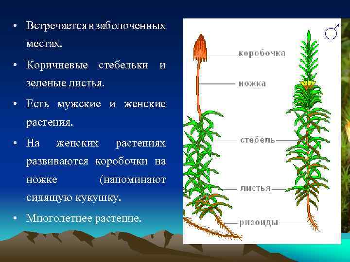  • Встречается в заболоченных местах. • Коричневые стебельки и зеленые листья. • Есть