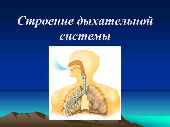 Строение дыхательной системы 