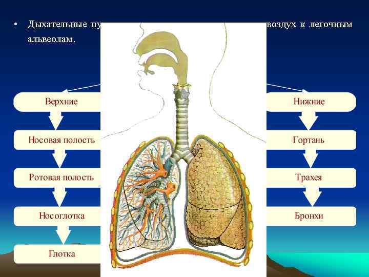  • Дыхательные пути – это органы, которые подводят воздух к легочным альвеолам. 
