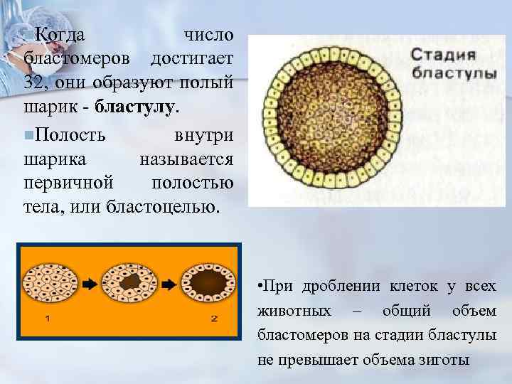 n. Когда число бластомеров достигает 32, они образуют полый шарик - бластулу. n. Полость