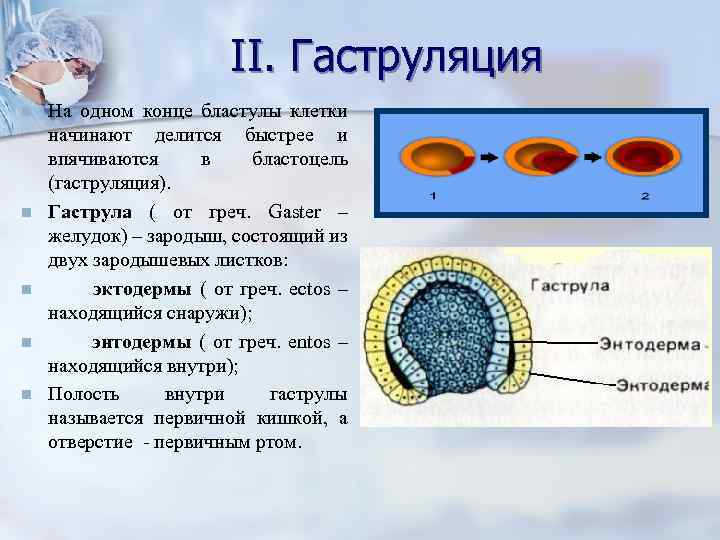  II. Гаструляция n На одном конце бластулы клетки начинают делится быстрее и впячиваются