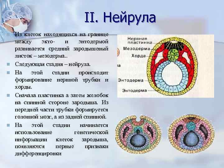  II. Нейрула n Из клеток находящихся на границе между экто- и энтодермой развивается