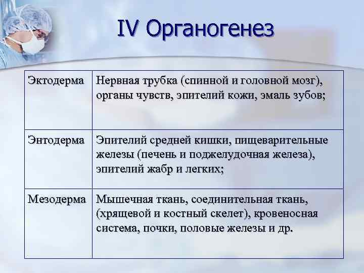  IV Органогенез Эктодерма Нервная трубка (спинной и головной мозг), органы чувств, эпителий кожи,