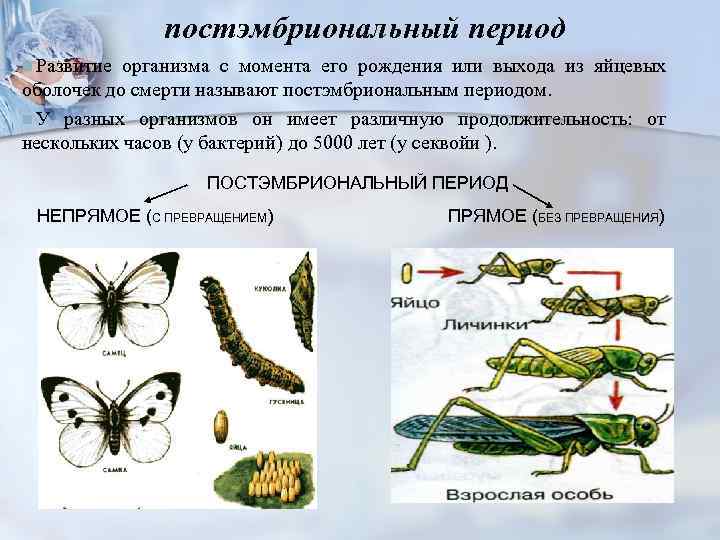  постэмбриональный период n Развитие организма с момента его рождения или выхода из яйцевых