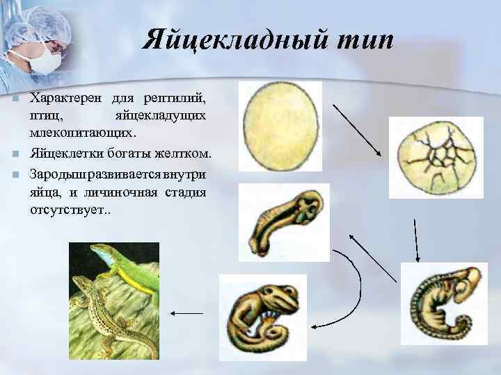  Яйцекладный тип n Характерен для рептилий, птиц, яйцекладущих млекопитающих. n Яйцеклетки богаты желтком.