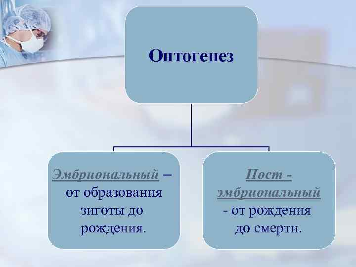  Онтогенез Эмбриональный – Пост - от образования эмбриональный зиготы до - от рождения.