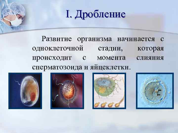  I. Дробление Развитие организма начинается с одноклеточной стадии, которая происходит с момента слияния