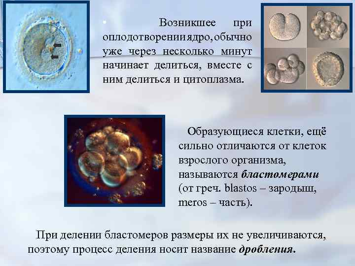  • Возникшее при оплодотворении ядро, обычно уже через несколько минут начинает делиться, вместе