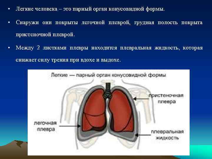  • Легкие человека – это парный орган конусовидной формы. • Снаружи они покрыты