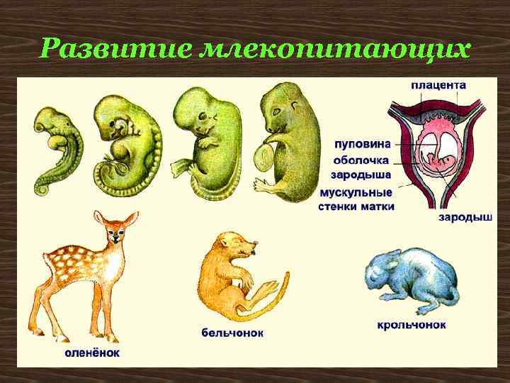 Развитие млекопитающих 