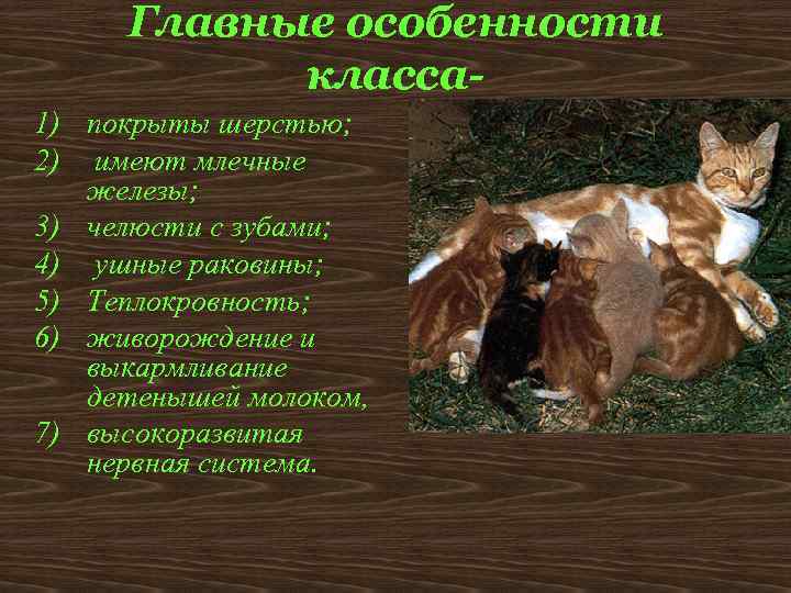 Главные особенности класса 1) покрыты шерстью; 2) имеют млечные железы; 3) челюсти с зубами;