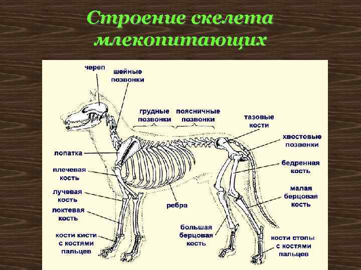Строение скелета млекопитающих 
