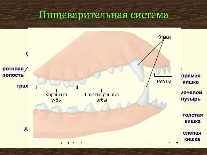 Пищеварительная система 