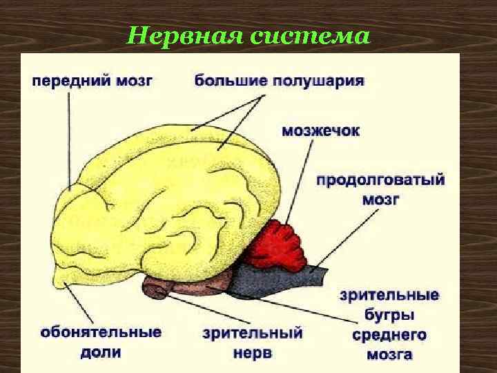 Нервная система 