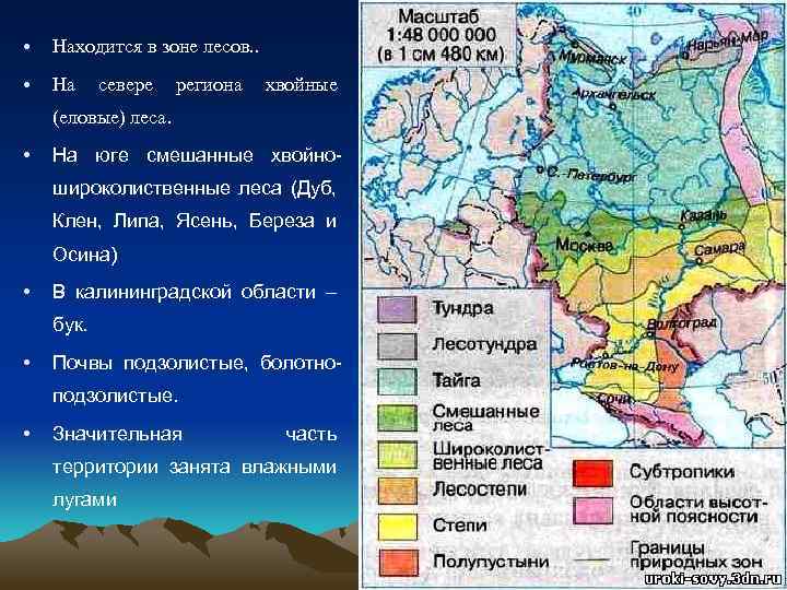  • Находится в зоне лесов. . • На севере региона хвойные (еловые) леса.