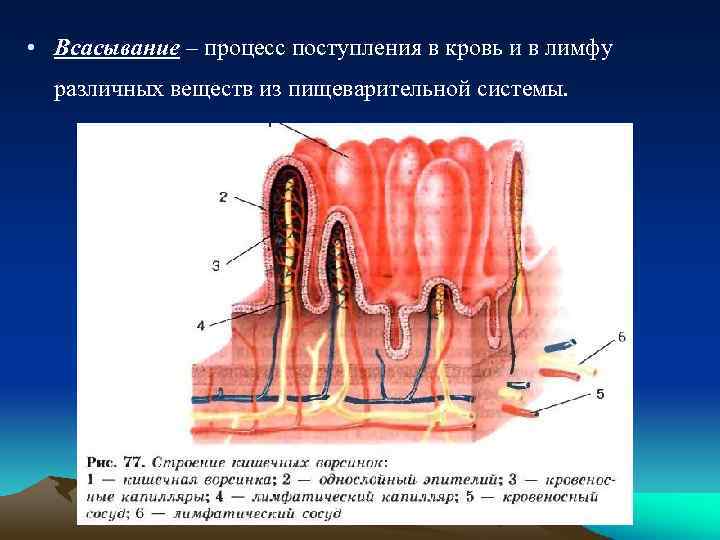  • Всасывание – процесс поступления в кровь и в лимфу различных веществ из