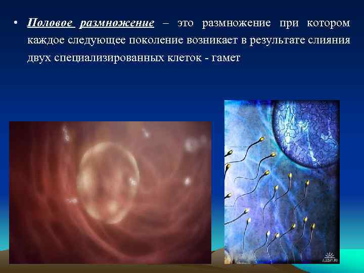  • Половое размножение – это размножение при котором каждое следующее поколение возникает в