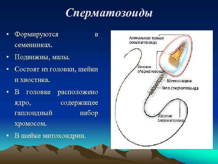 Сперматозоиды • Формируются семенниках. в • Подвижны, малы. • Состоят из головки, шейки и