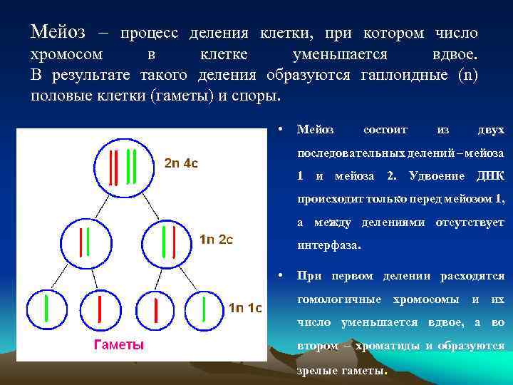 Число хромосом в гамете. Мейоз. При мейозе хромосомный набор клетки удваивается уменьшается. Результат мейоза. В результате мейоза количество хромосом в образовавшихся клетках.