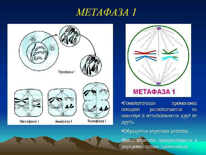 МЕТАФАЗА 1 • Гомологичные хромосомы попарно располагаются на экваторе и отталкиваются друг от друга.