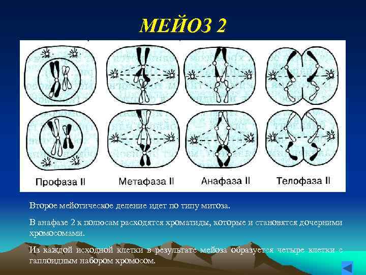 МЕЙОЗ 2 Второе мейотическое деление идет по типу митоза. В анафазе 2 к полюсам