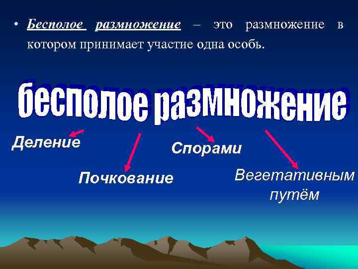  • Бесполое размножение – это размножение в котором принимает участие одна особь. Деление