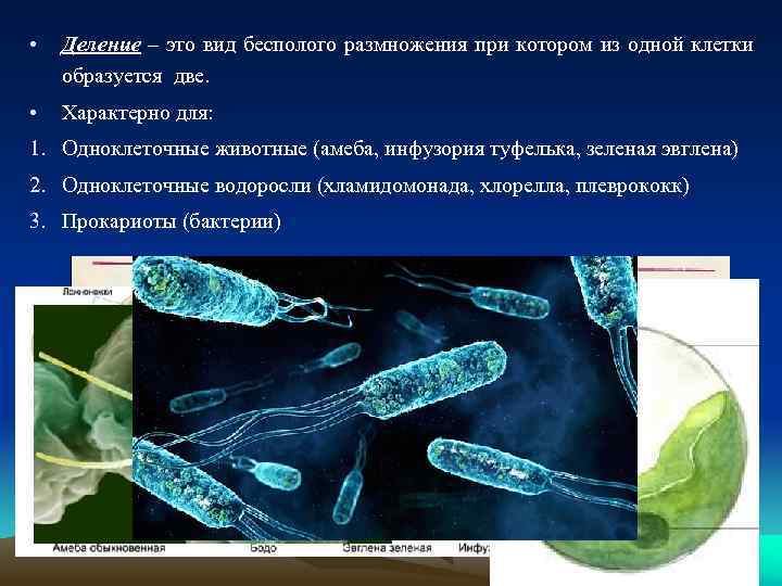  • Деление – это вид бесполого размножения при котором из одной клетки образуется