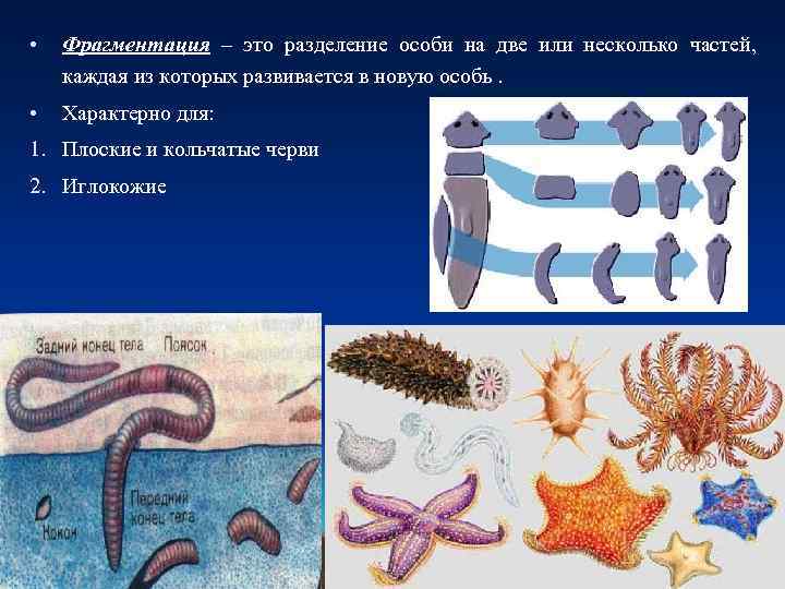  • Фрагментация – это разделение особи на две или несколько частей, каждая из