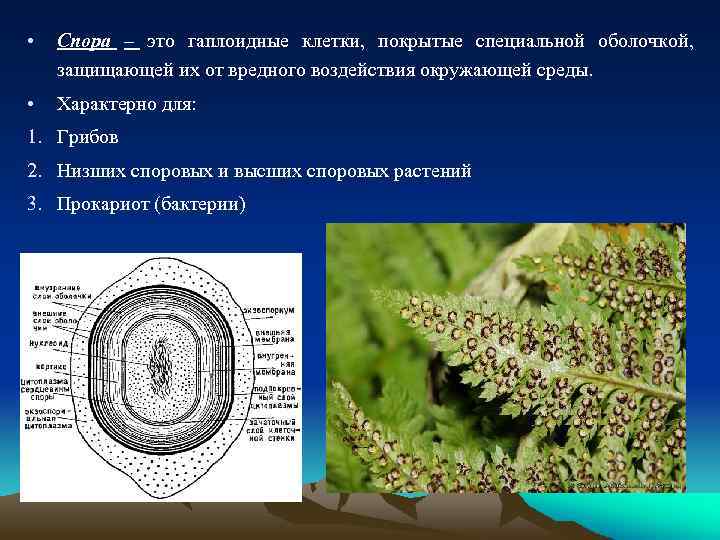  • Спора – это гаплоидные клетки, покрытые специальной оболочкой, защищающей их от вредного