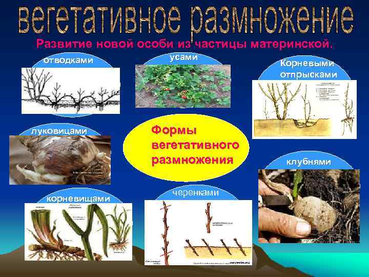 Развитие новой особи из частицы материнской. отводками луковицами корневищами усами Формы вегетативного размножения черенками