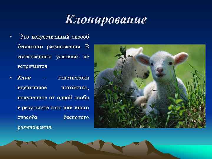 Клонирование • Это искусственный способ бесполого размножения. В естественных условиях не встречается. • Клон